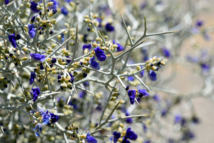 Smoketree flowers are easily recognized because the sepals have visible glands dotted on the calyx. Smoketree blooms from April to June in Arizona; slightly later in California; June to July and again in October and November with sufficient rainfall. Psorothamnus spinosus 